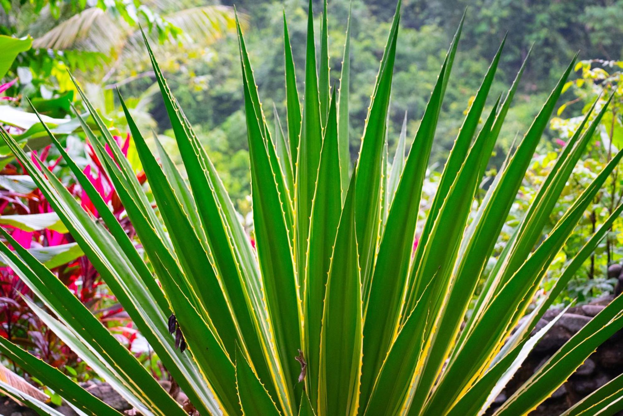 Tortuga Premium Riverfront Jungle With Jacuzzi And Pool