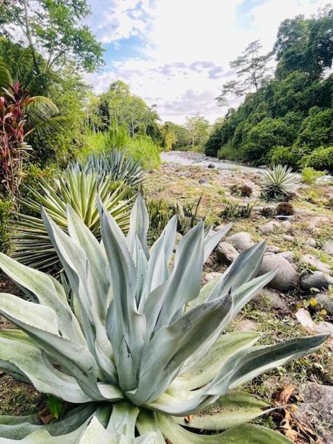 Villa Tortuga Premium Riverfront Jungle With Jacuzzi And Pool