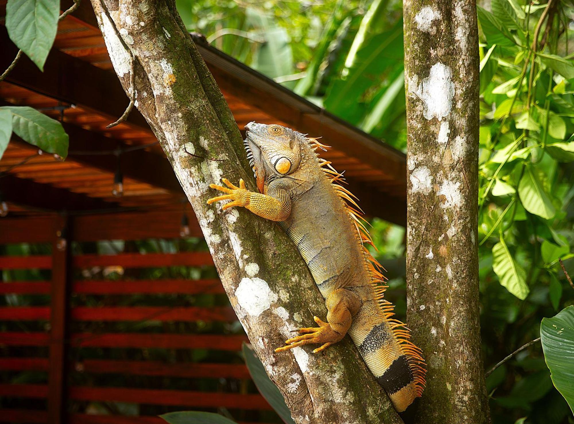 Aninga Lodge