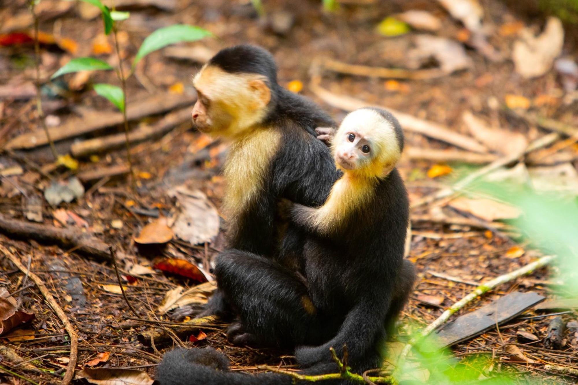 Aninga Lodge Tortuguero