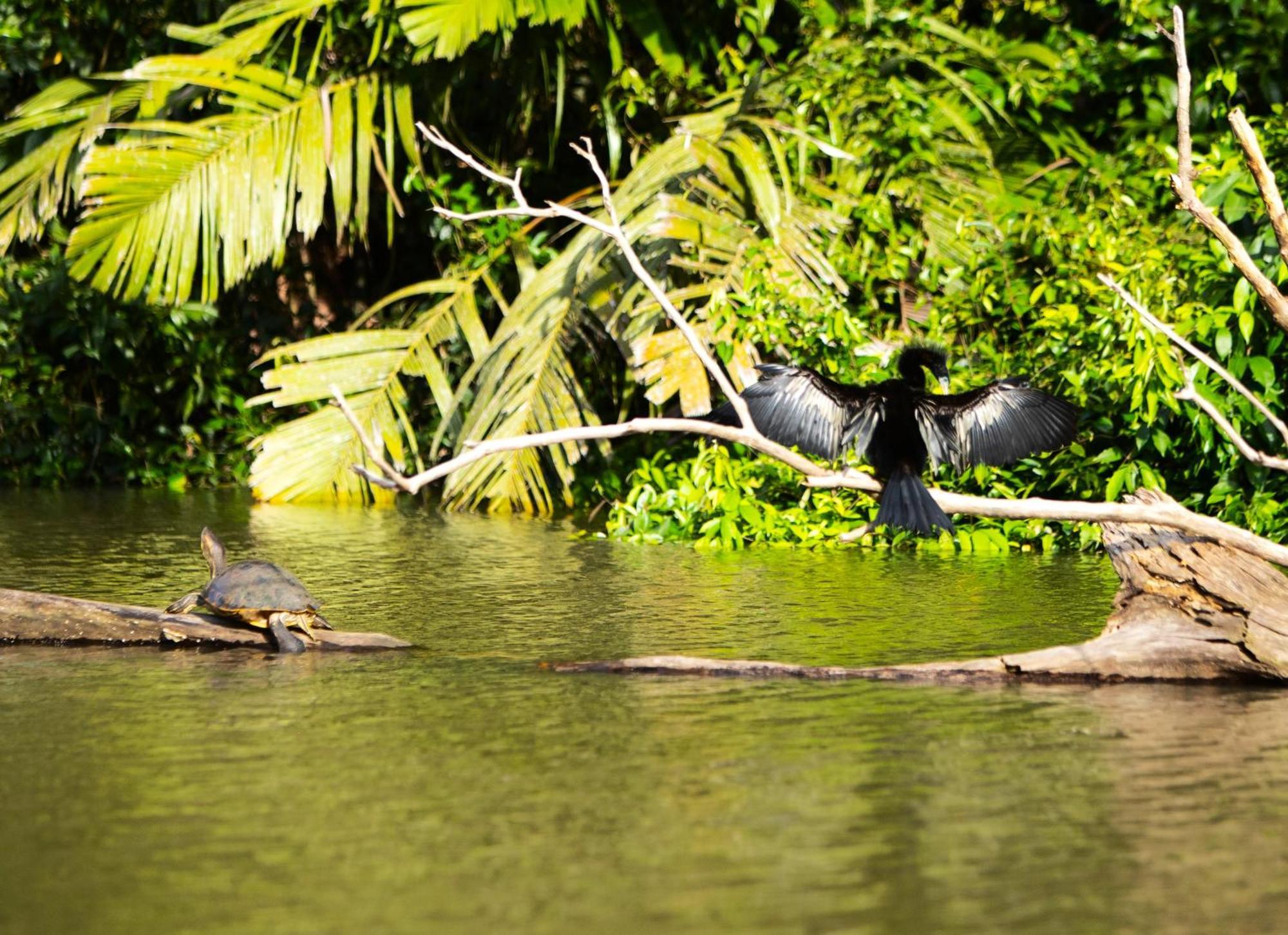 Lodge Aninga Tortuguero