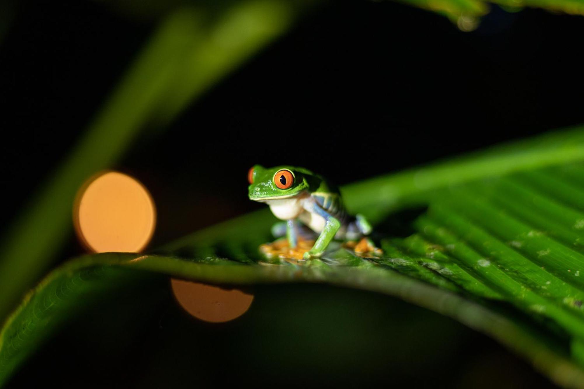Aninga * Tortuguero