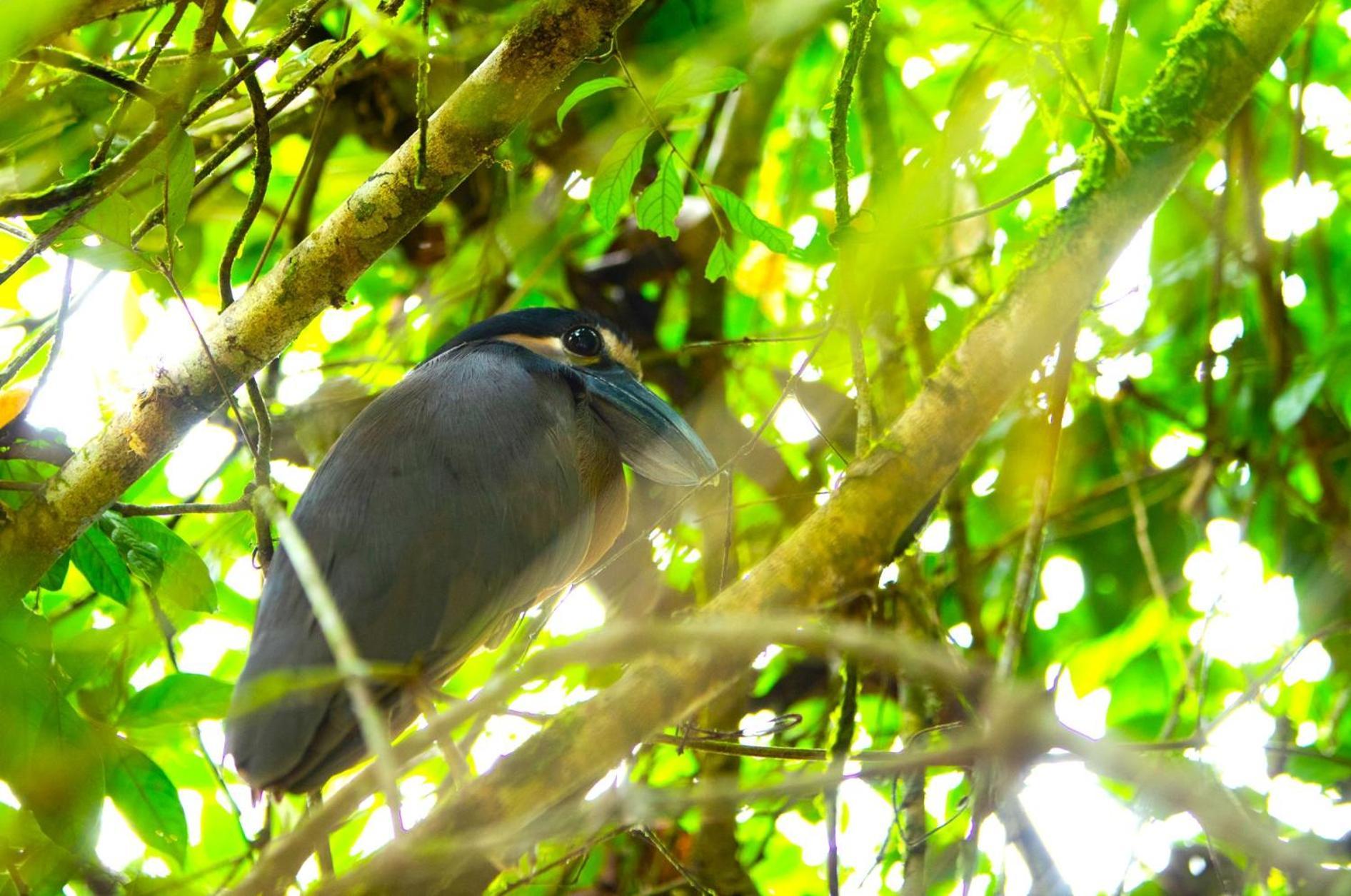 Aninga Tortuguero