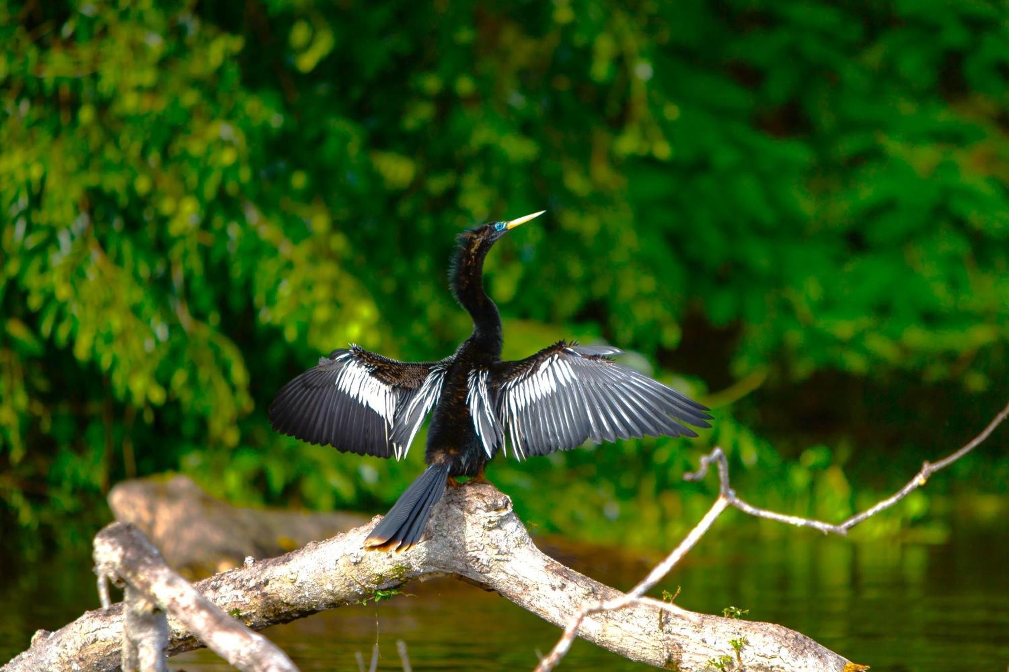 Aninga * Tortuguero