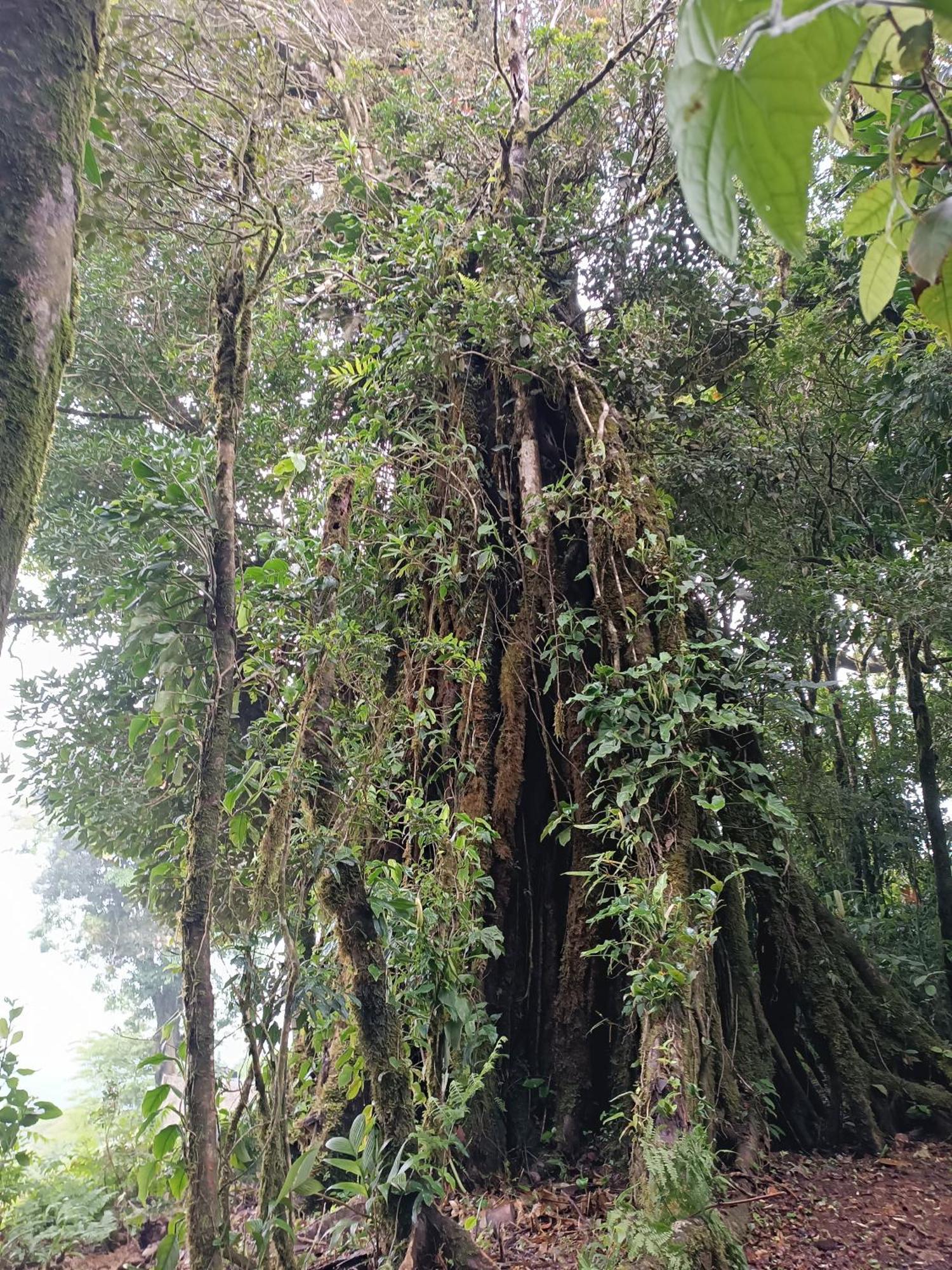 Athila Ecolove * Monteverde
