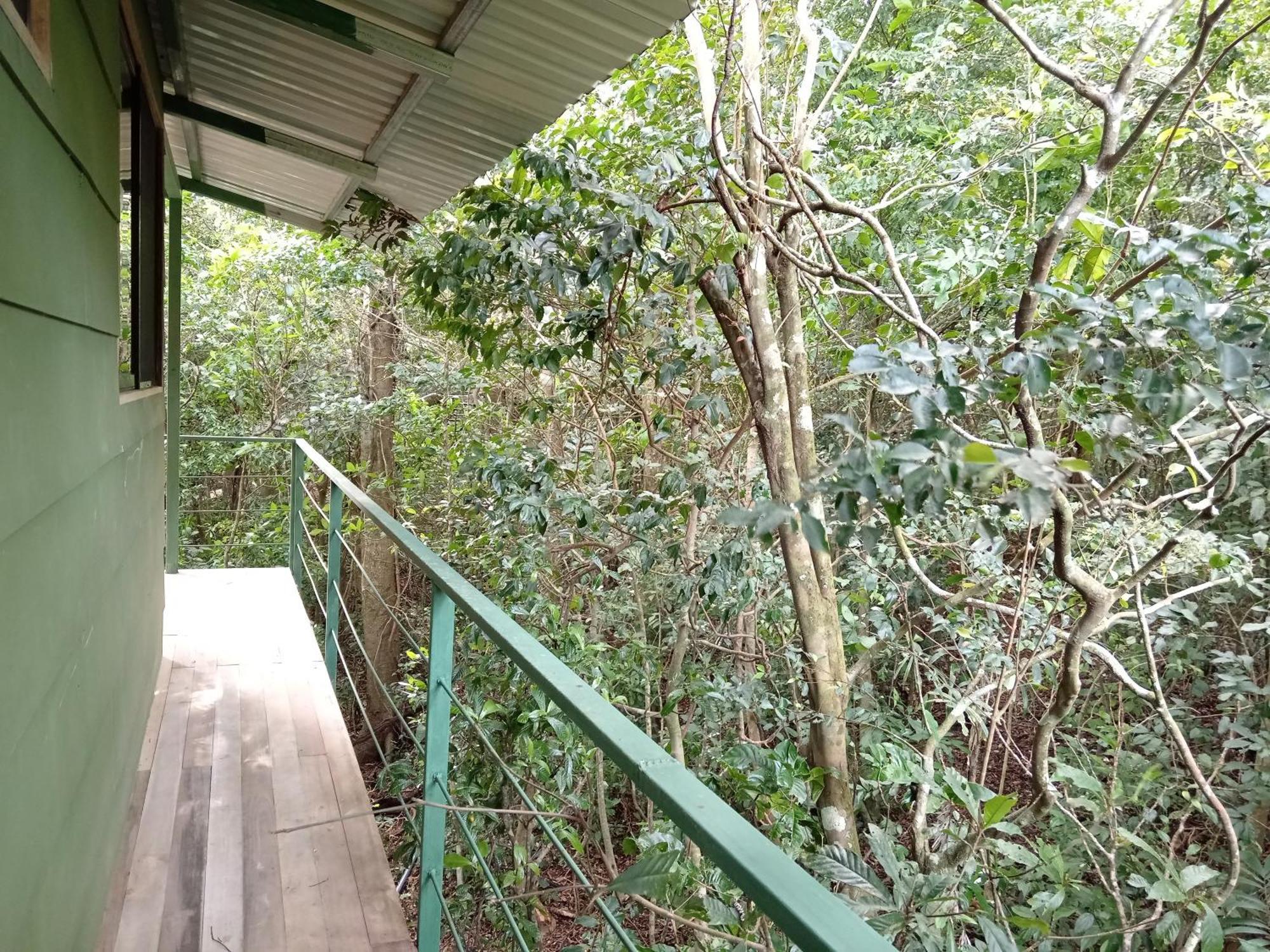 Lodge Jungle Living Tree