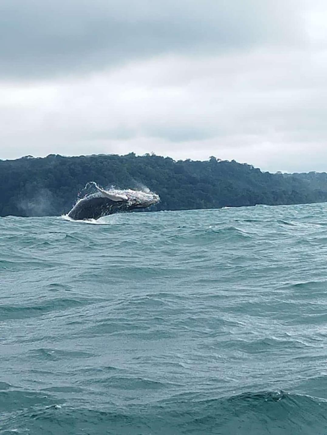 Bella Vista Corcovado *