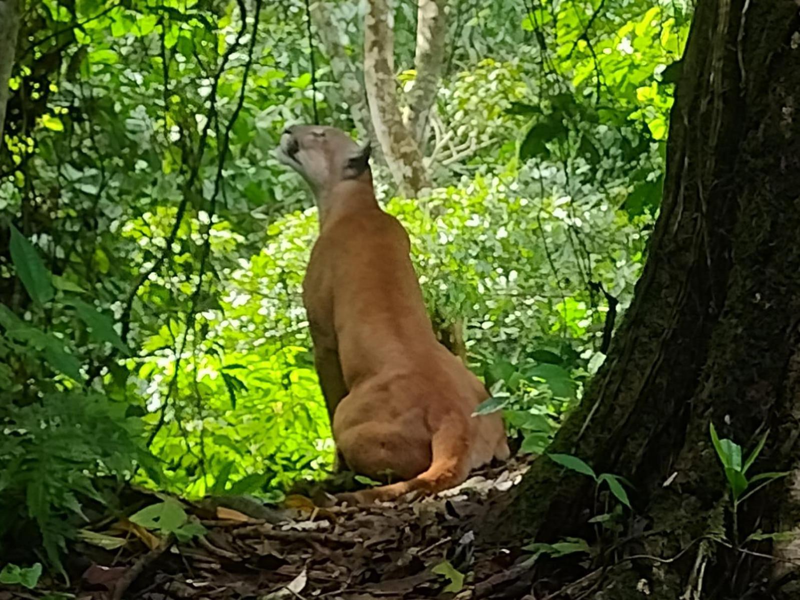 Bella Vista Corcovado Drake Bay