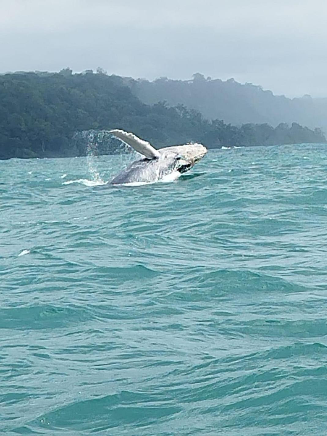Bella Vista Corcovado * Drake Bay
