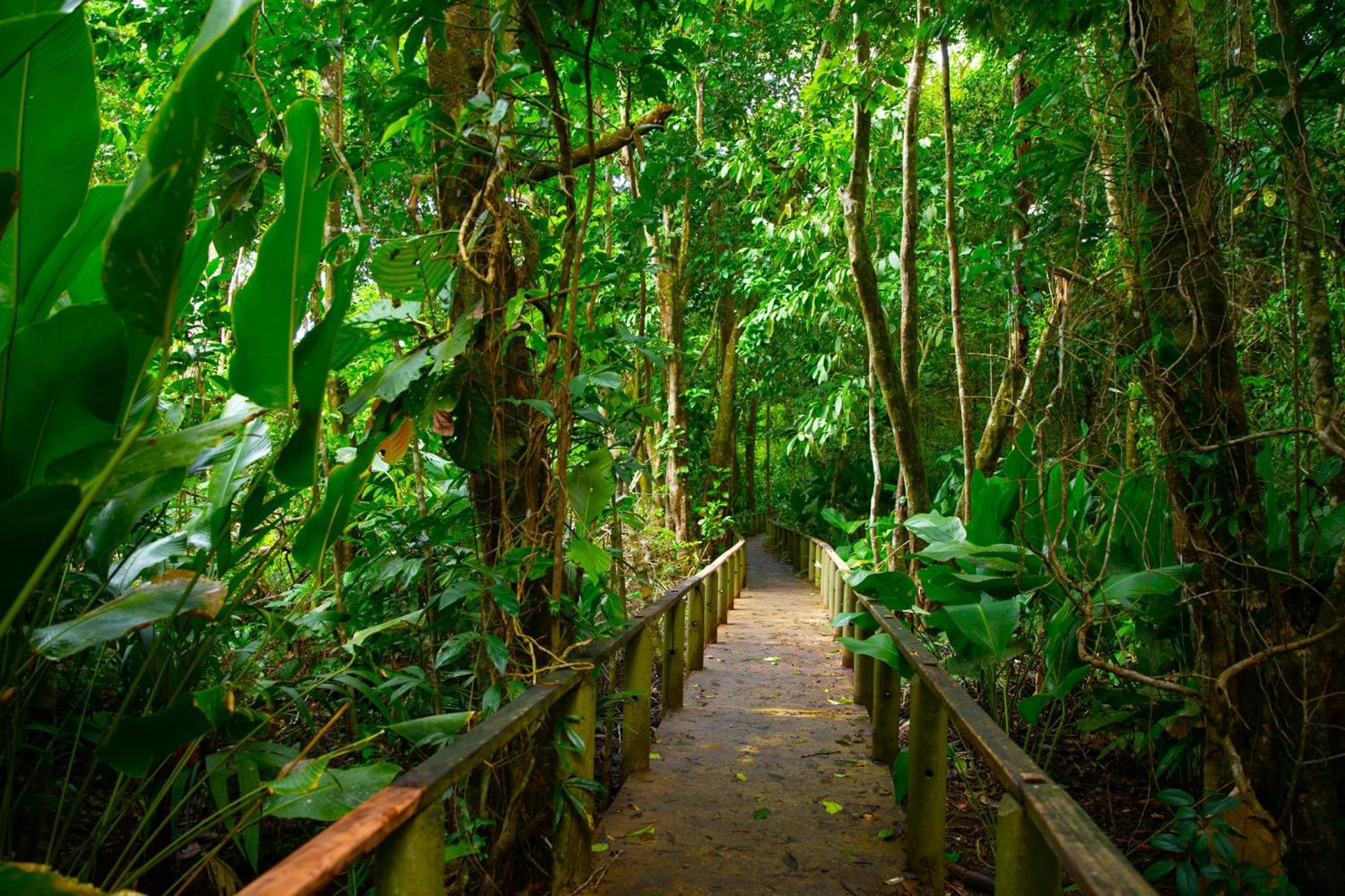 Evergreen Tortuguero