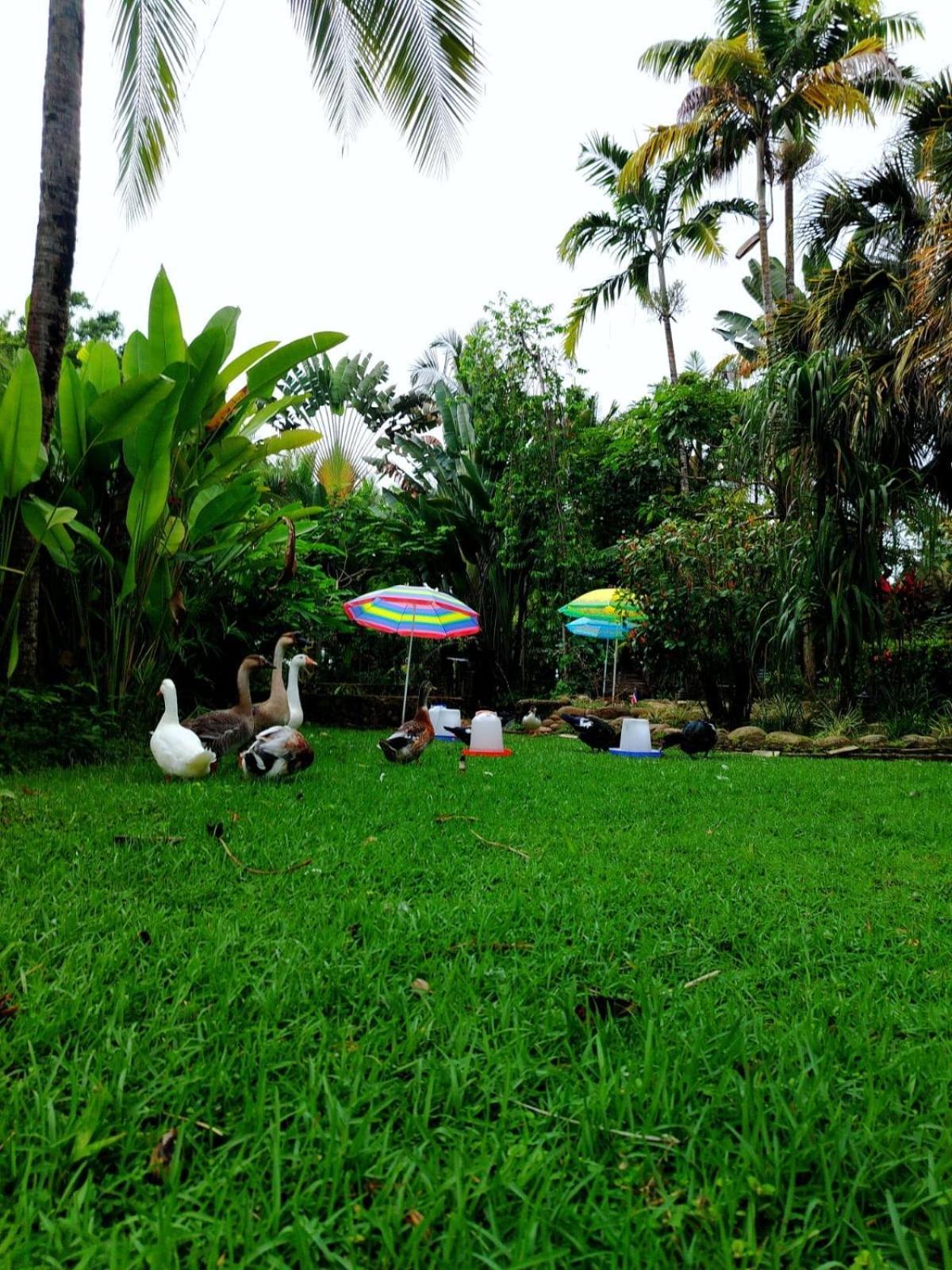 Hotel Diuwak Dominical