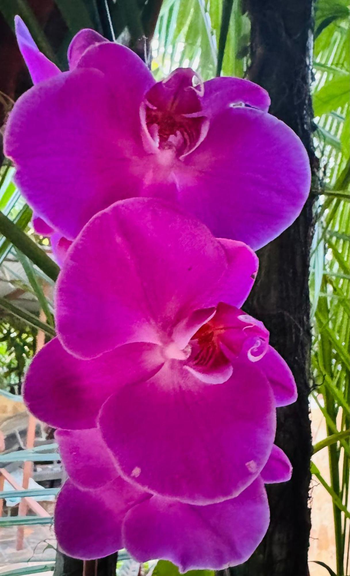 Private Villa, Pool, Hot Jacuzzi In Puerto Viejo Villa Cocles