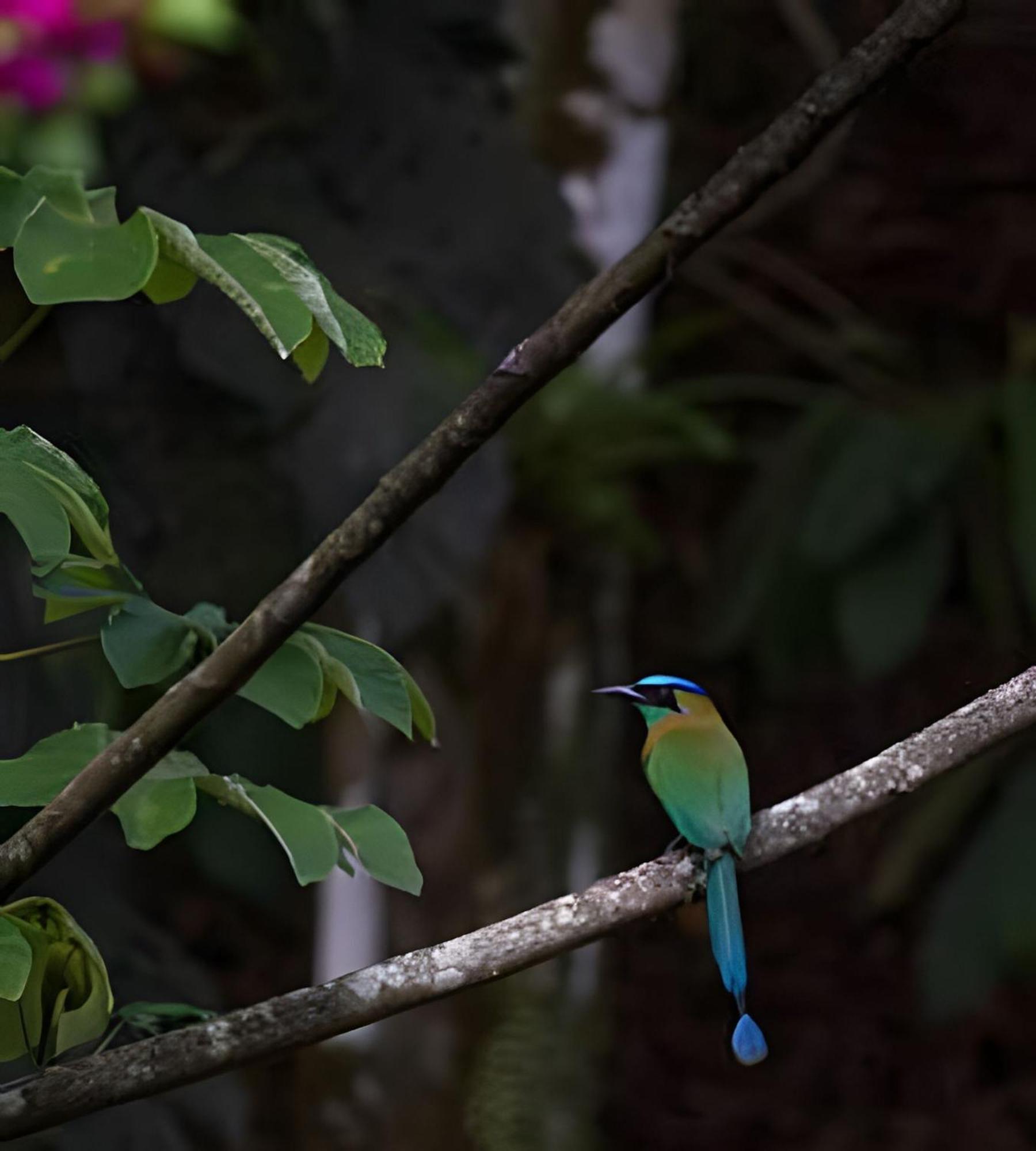 Private Jungle Sorrounded By Two Creeks Dominicalito