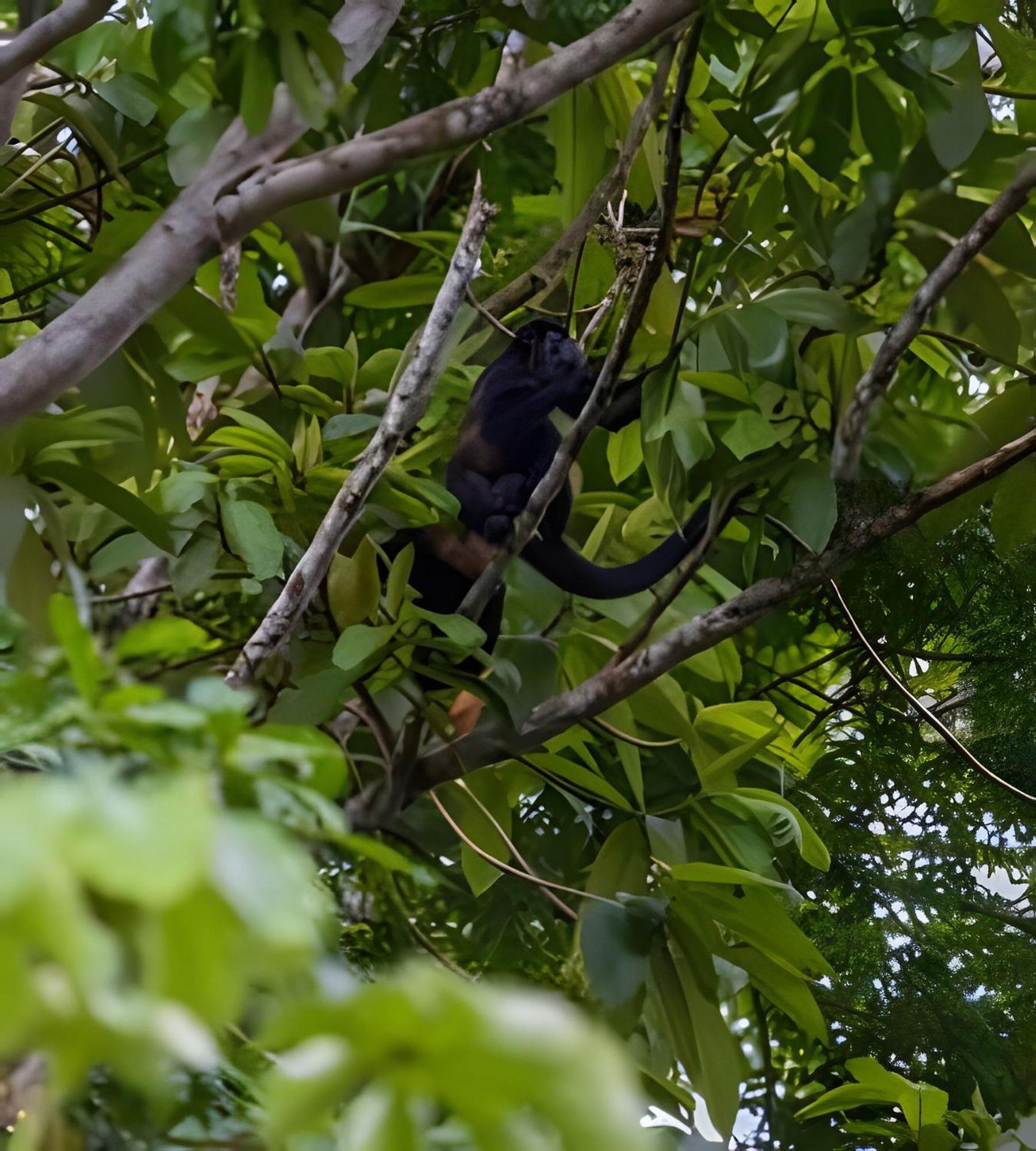 Private Jungle Sorrounded By Two Creeks