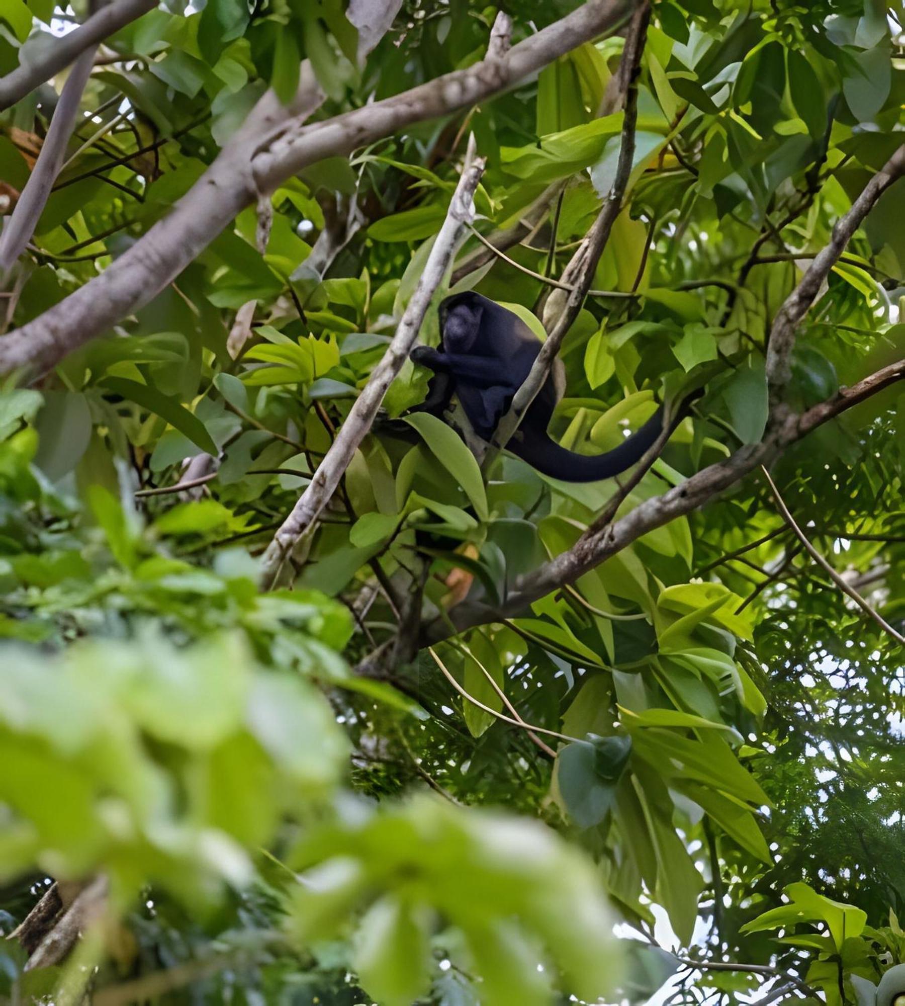 Private Jungle Sorrounded By Two Creeks Dominicalito