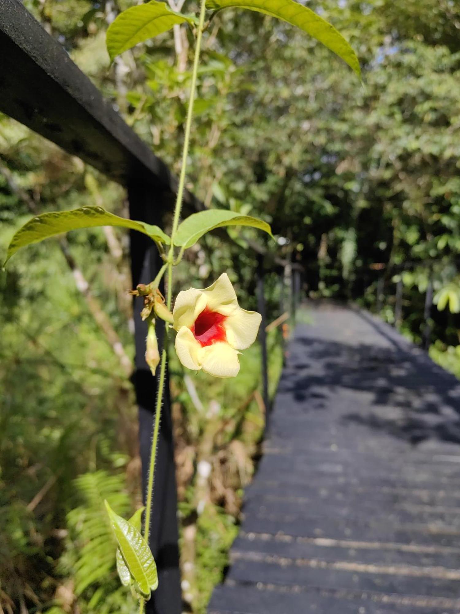 Lodge Onca Tours & Treehouses Katira