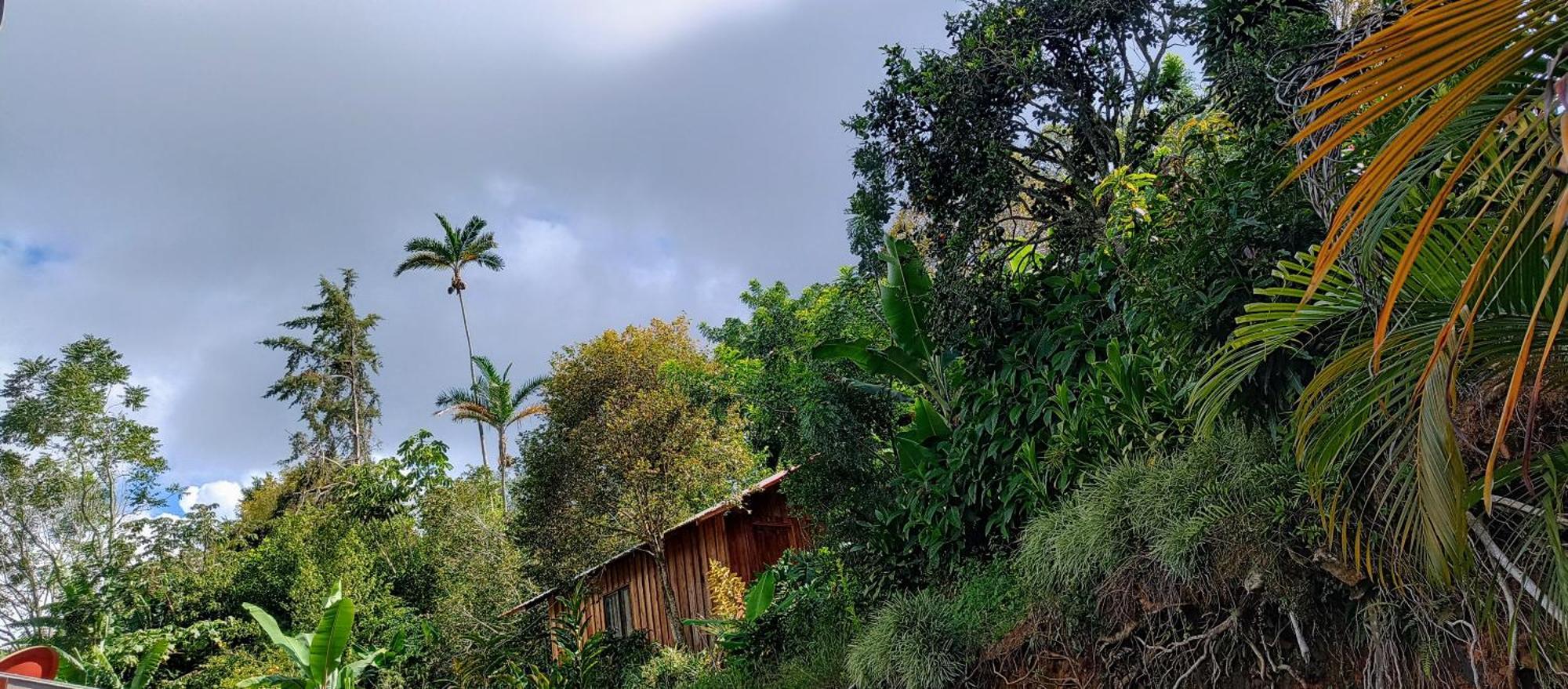 Aloha Chirripo *