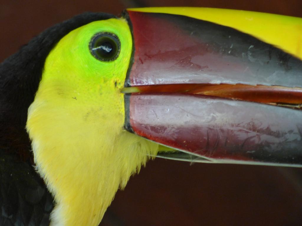 Lodge Corcovado Puerto Jimenez