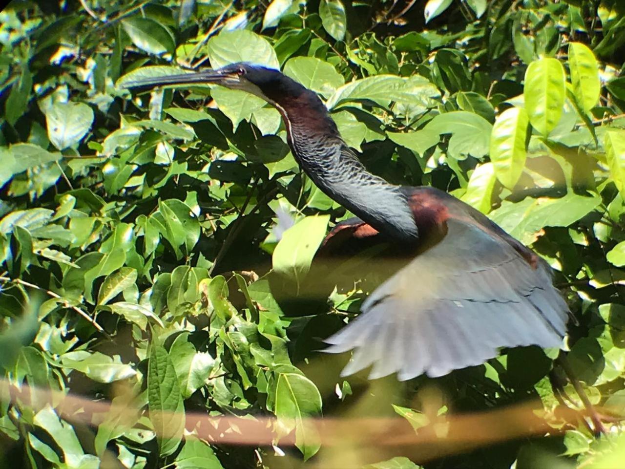 Hotel Cabinas Ensuenos Tortuguero