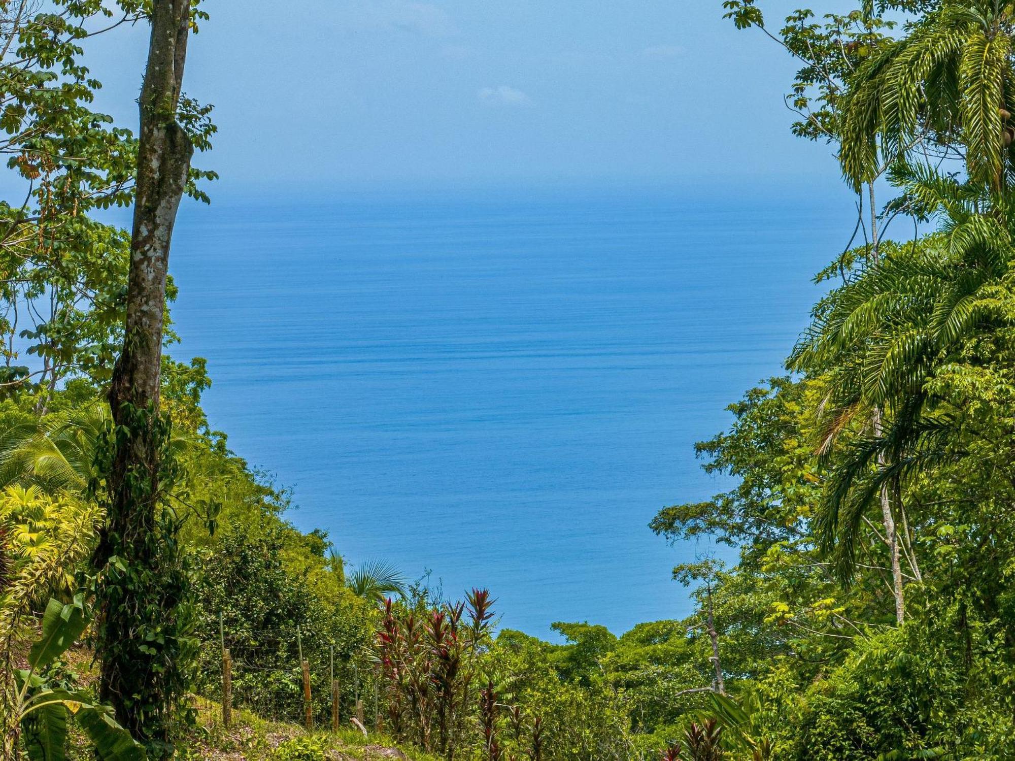 Bed & Breakfast The Jungle Dominicalito