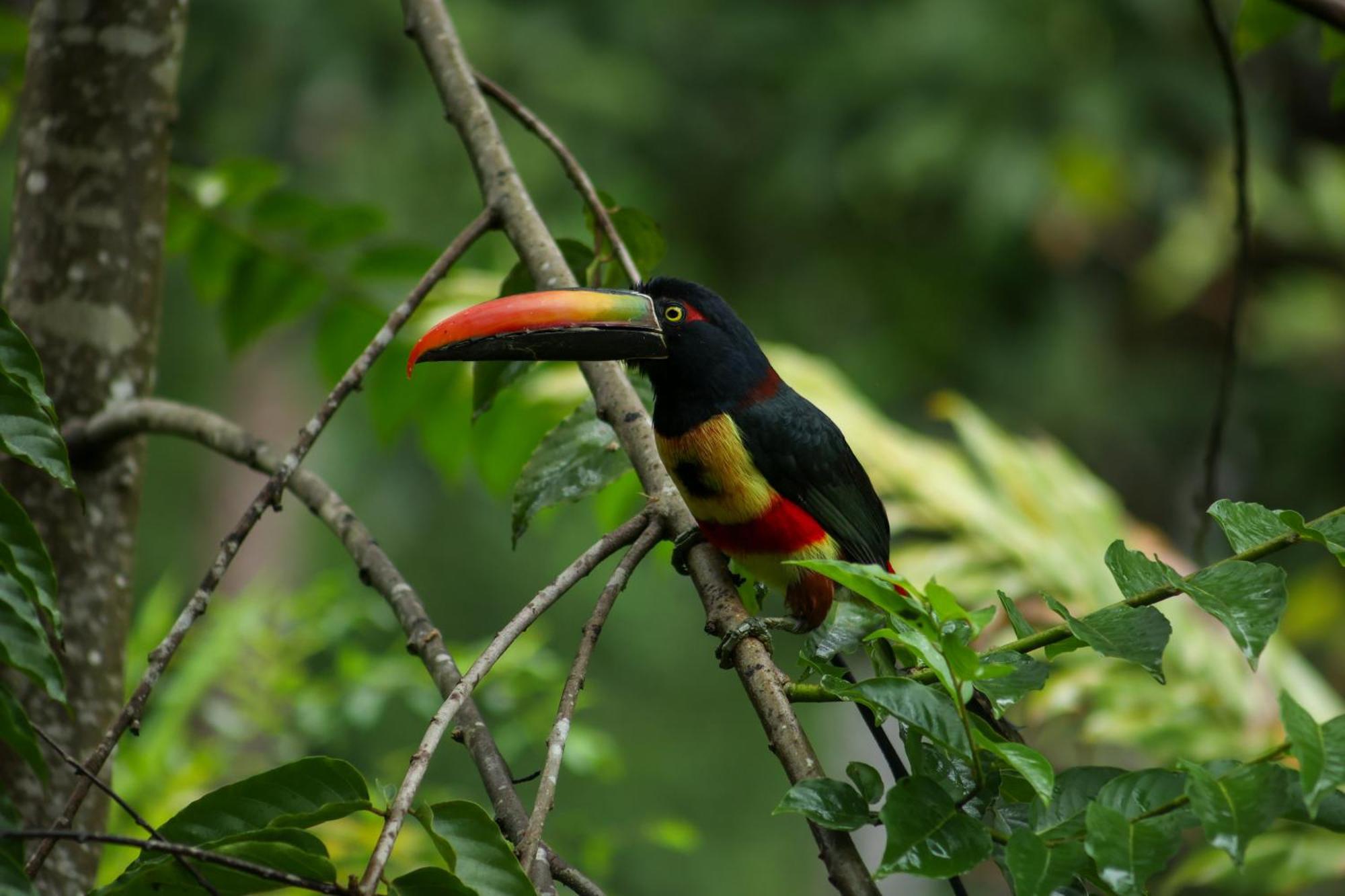 Resort Jungle River Ojochal