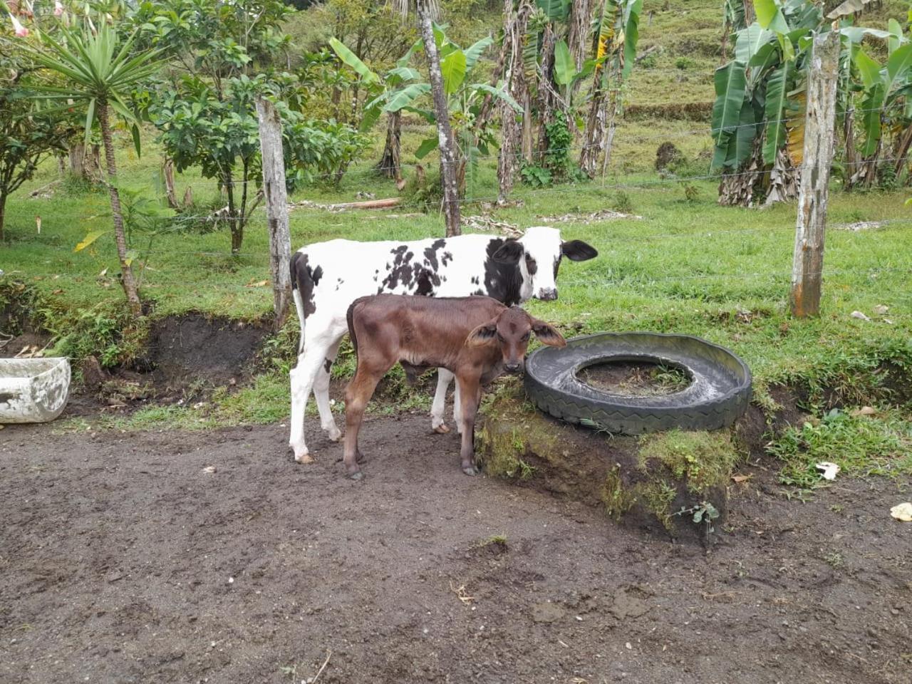 Bed & Breakfast Del Cielo *