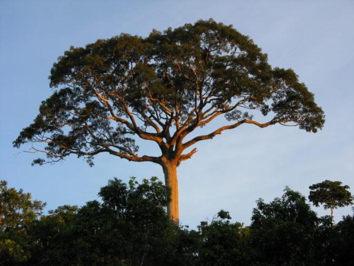 Ceiba *