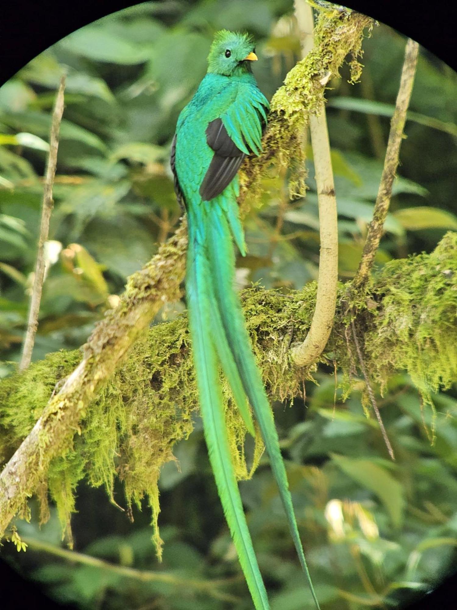 Tangara *