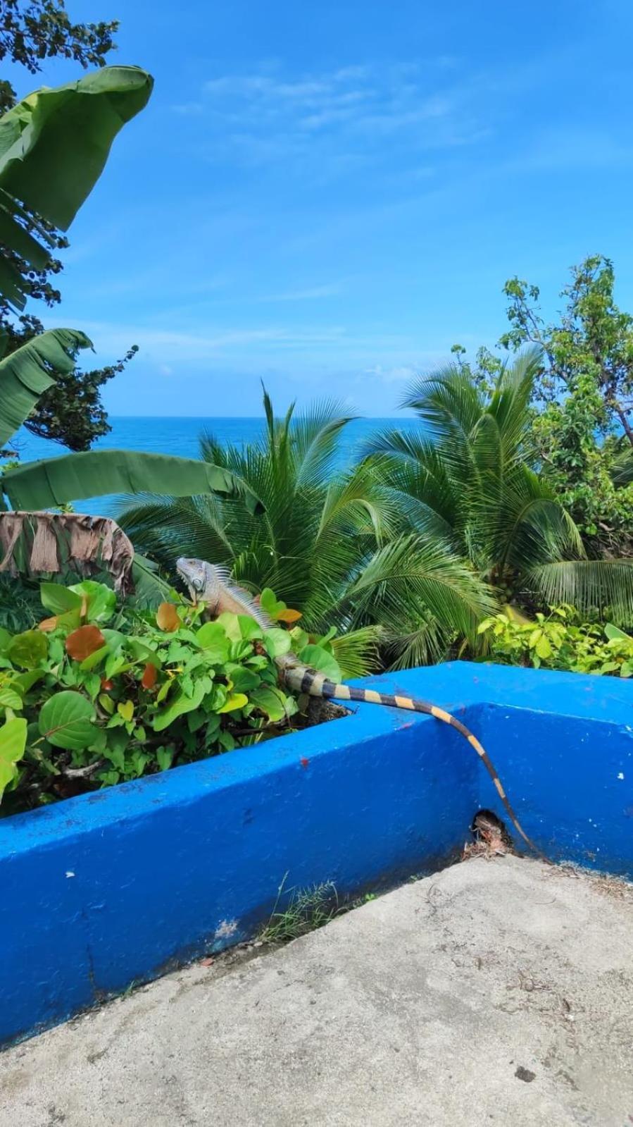 Maribu Caribe
