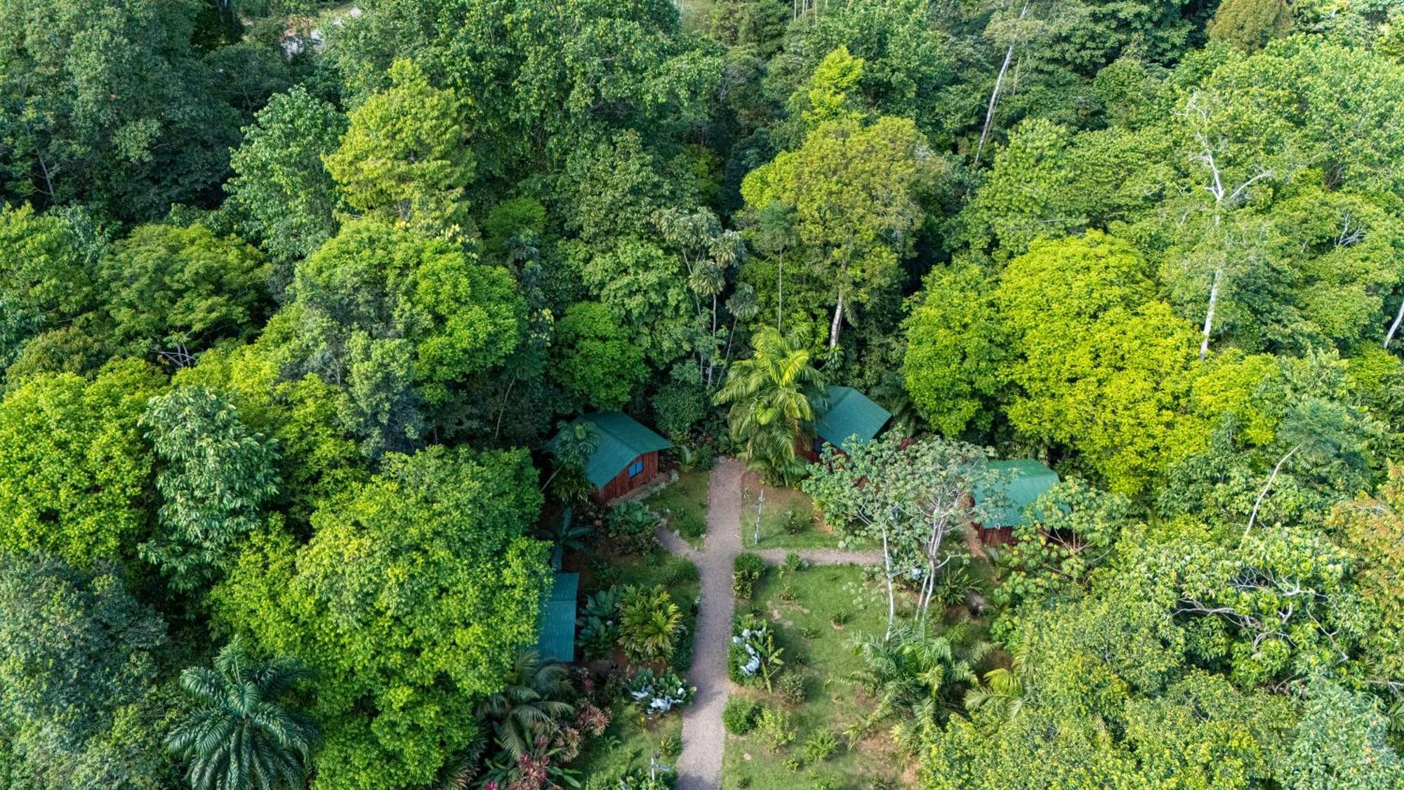 Citronela Corcovado
