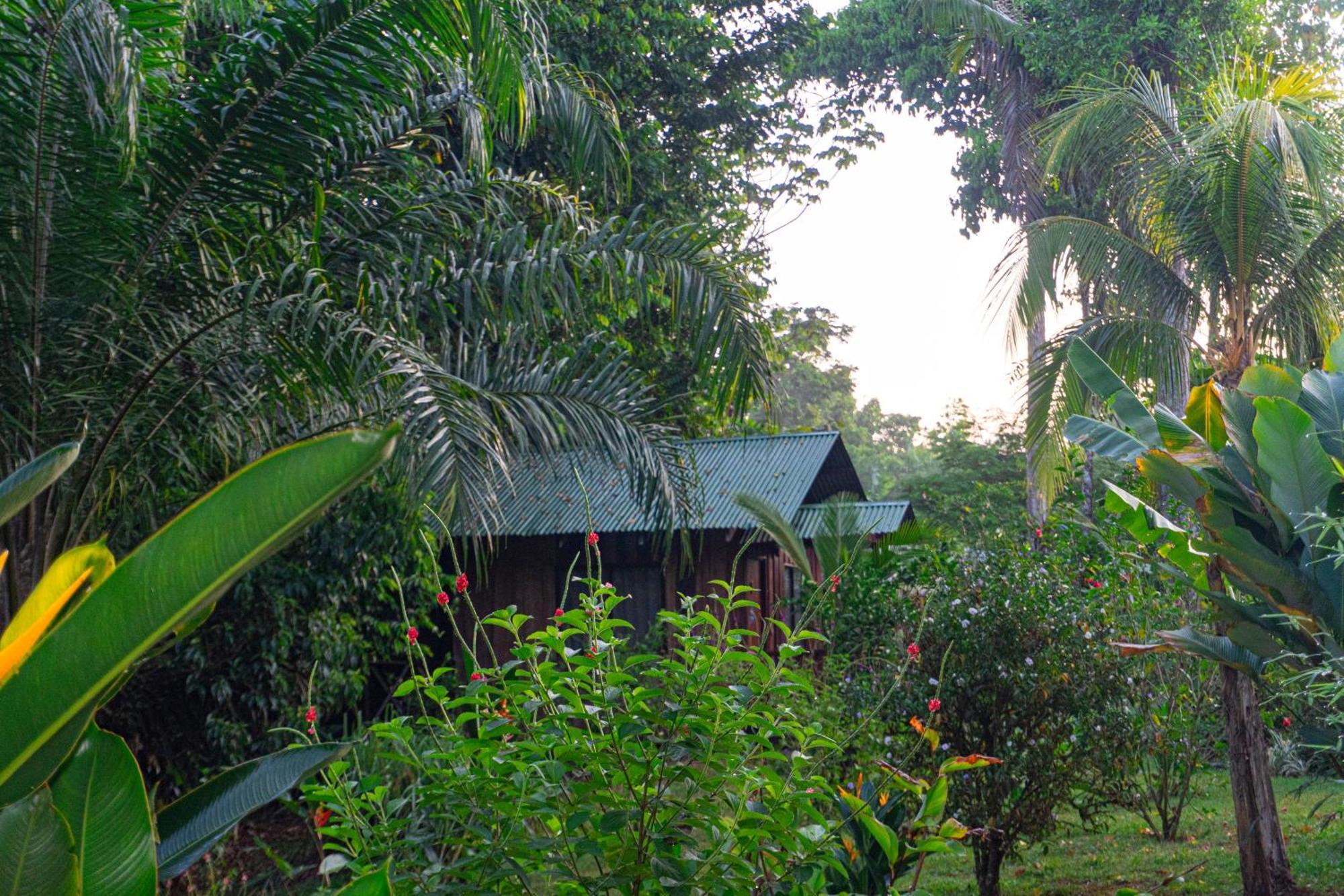 Citronela Corcovado 2*