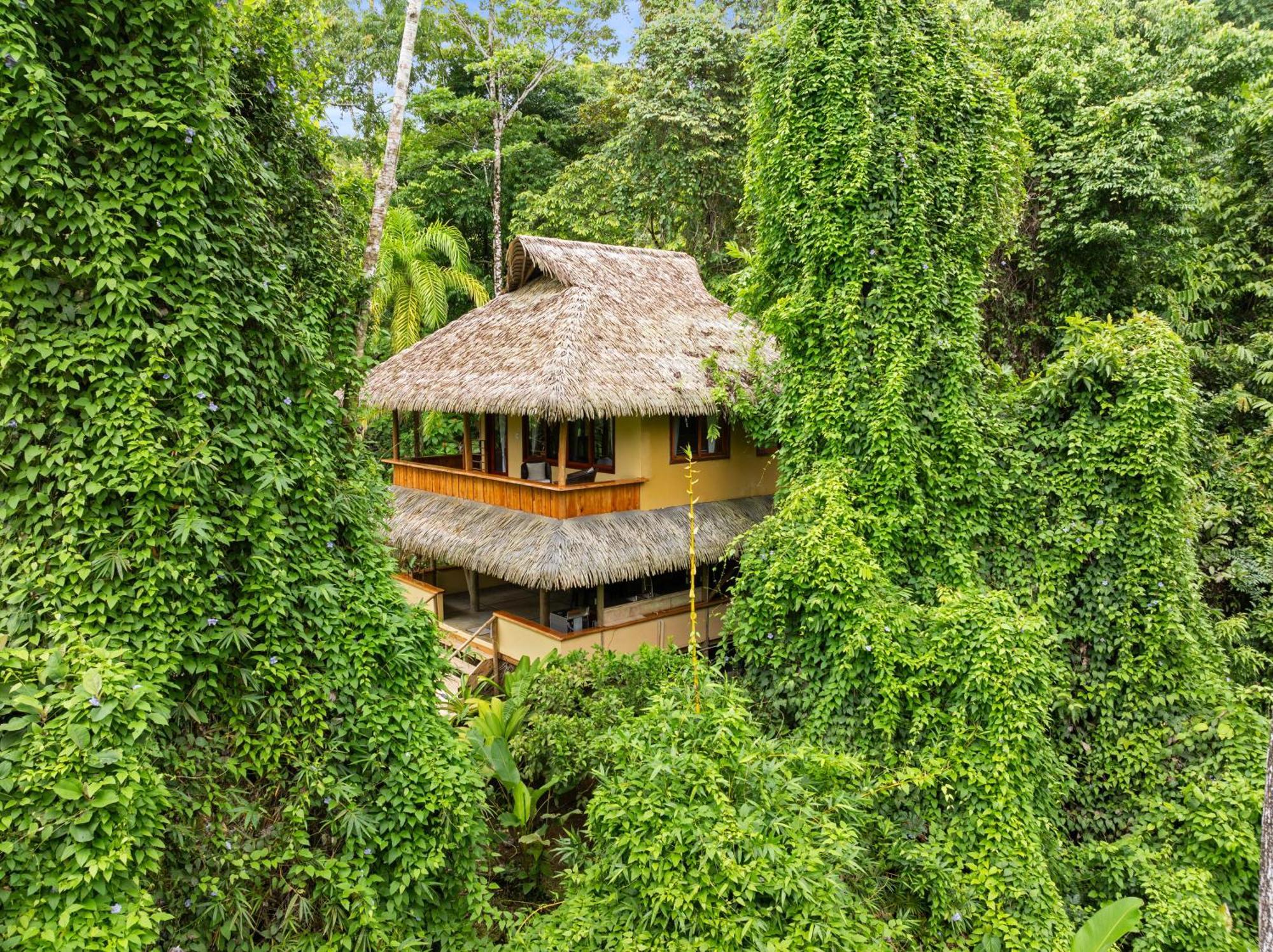Copa De Arbol & Rainforest Drake Bay
