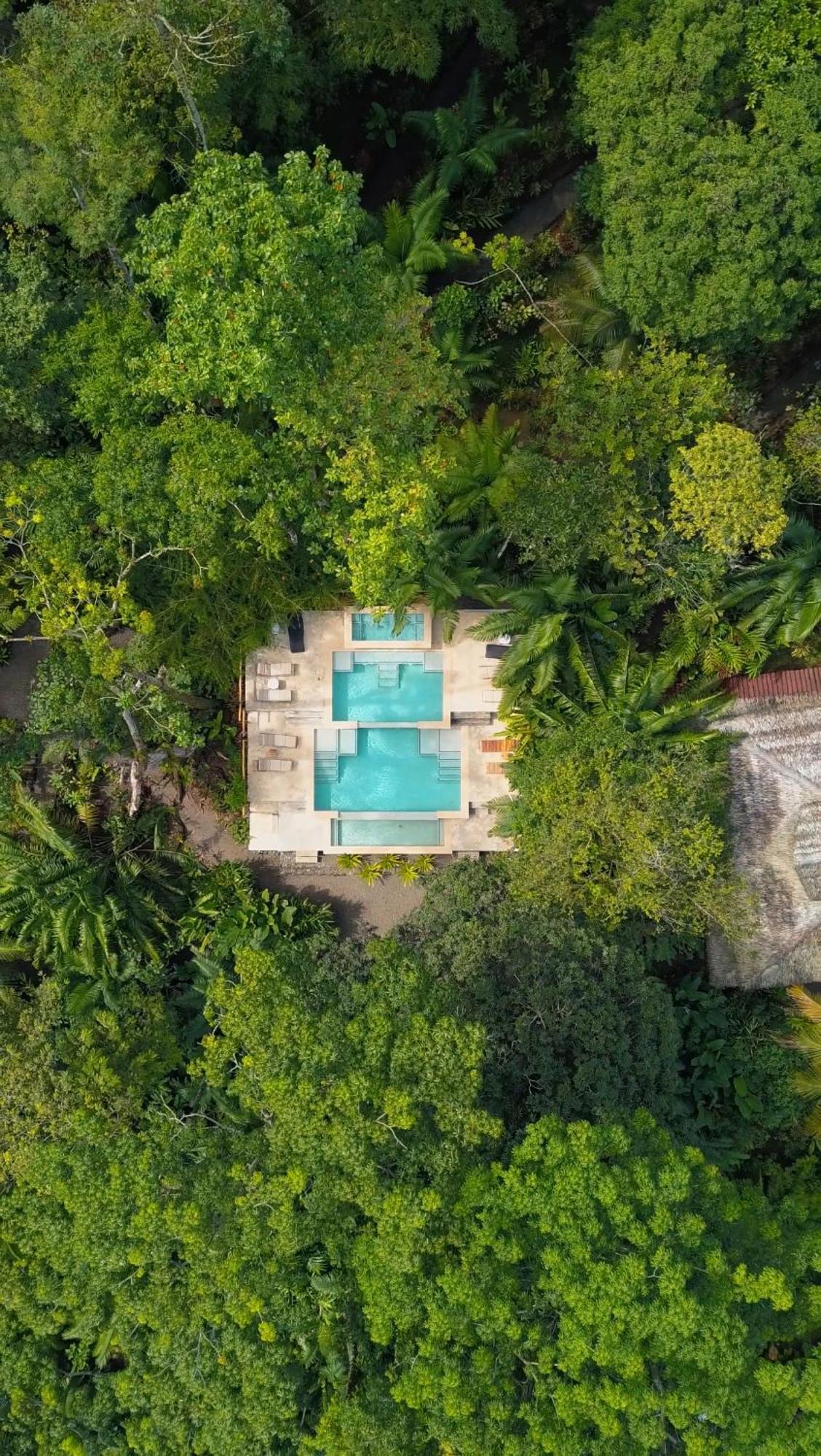 Copa De Arbol & Rainforest Drake Bay