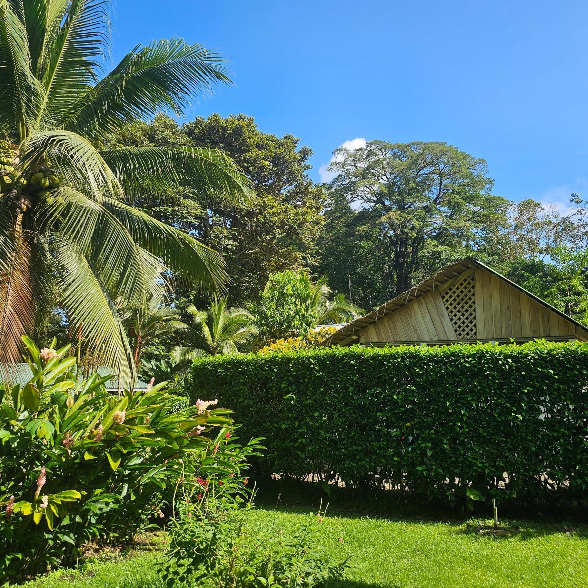 La Rana De Lodge Cahuita