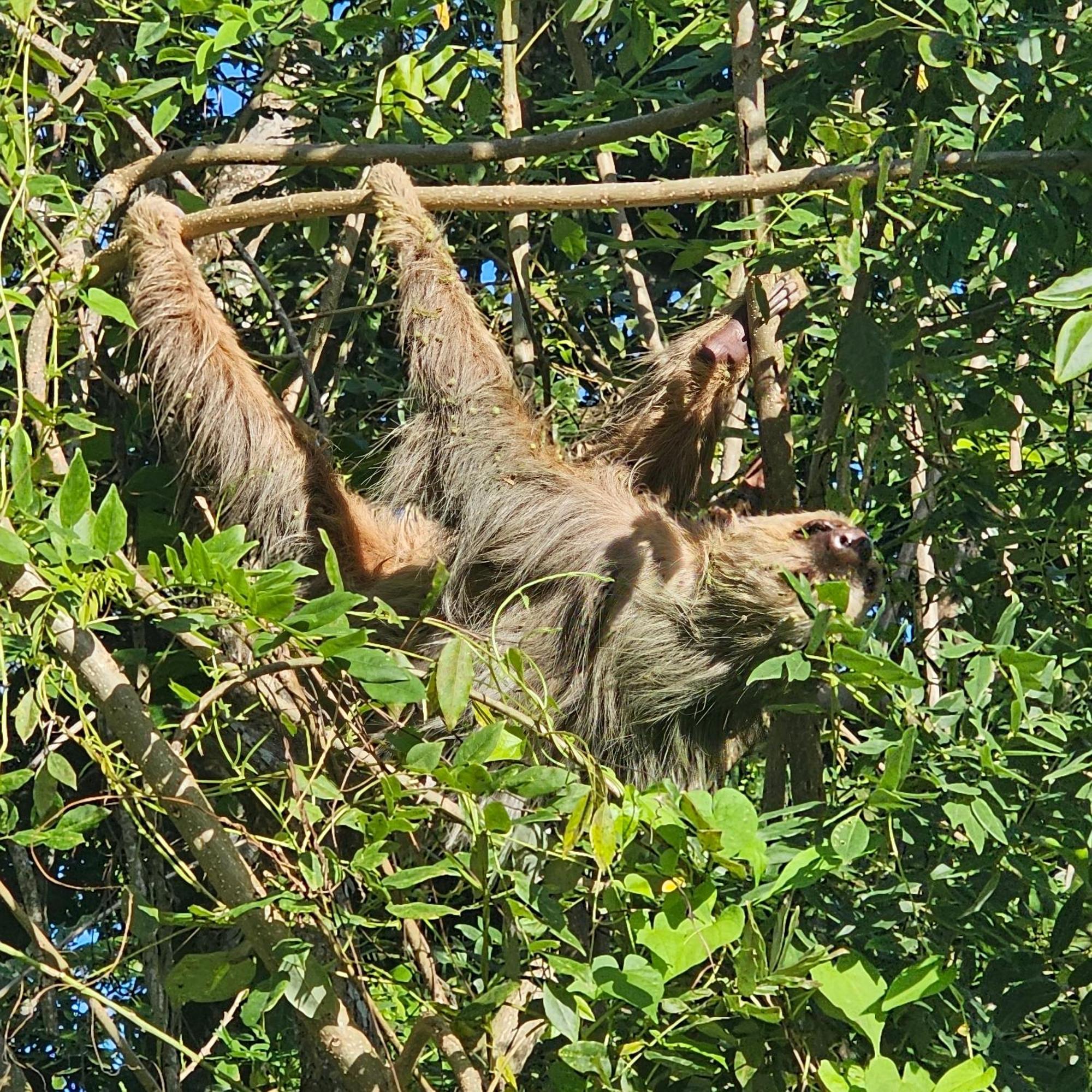 La Rana De Cahuita