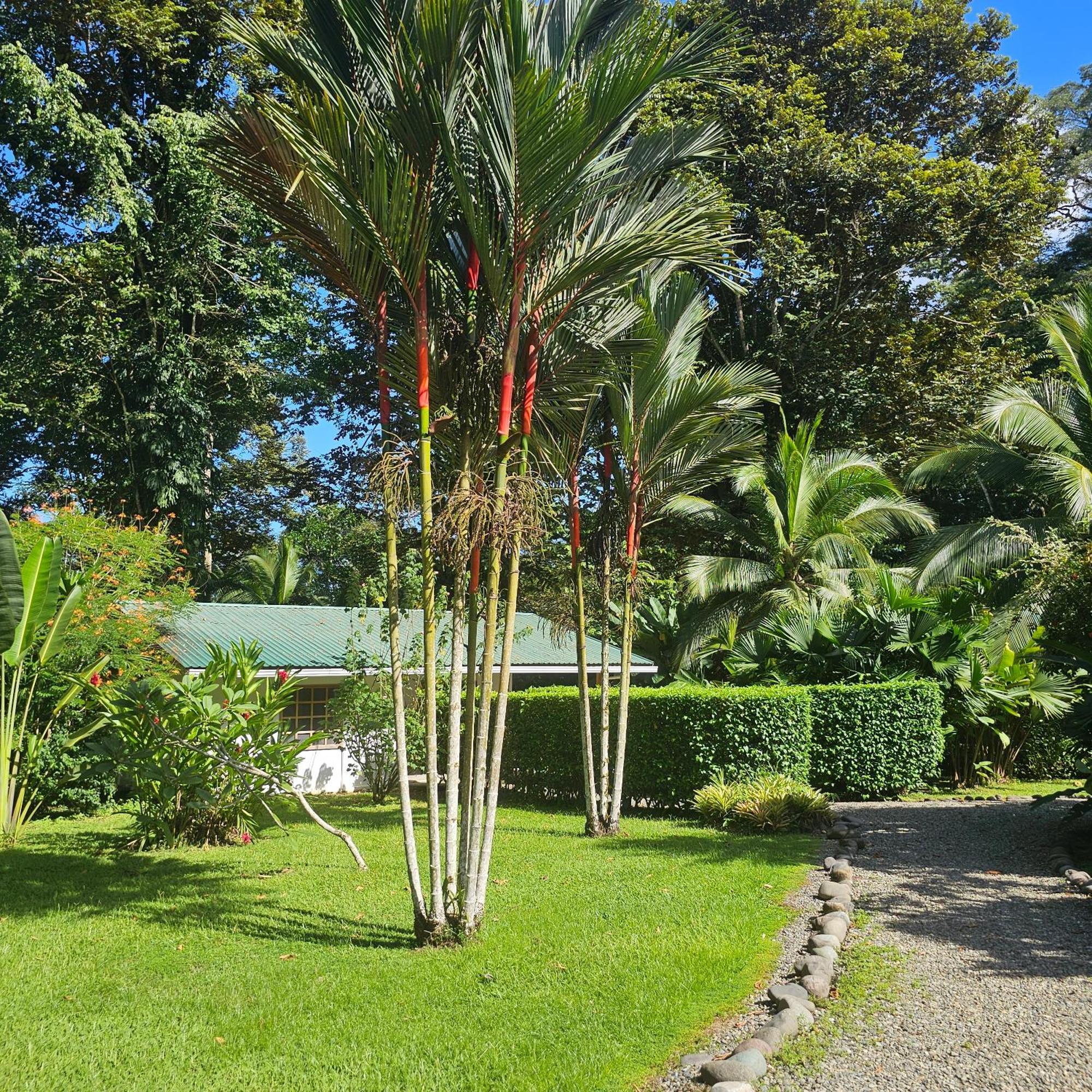 La Rana De * Cahuita