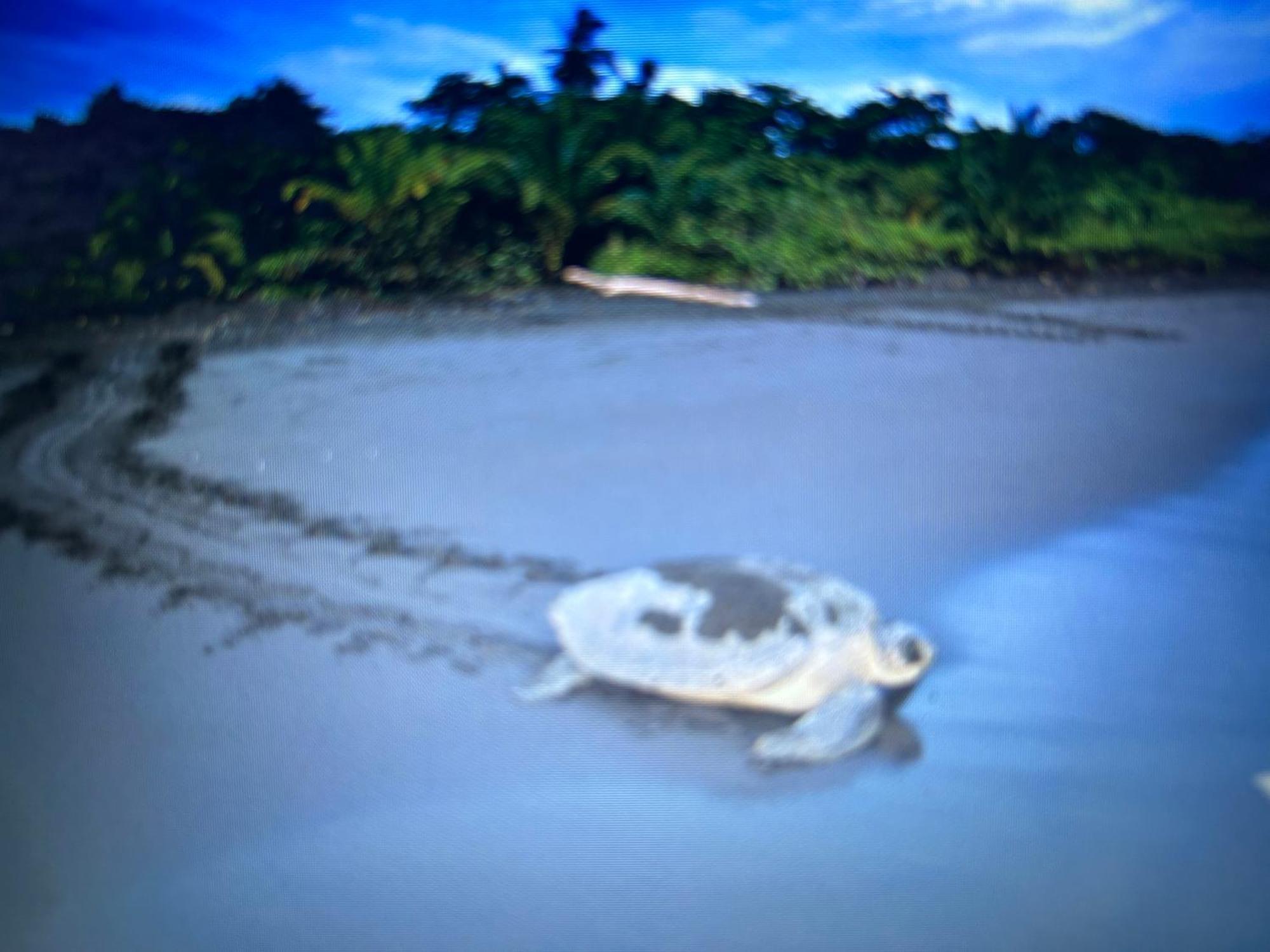 Miss Miriam Beachfront Capsule hotel Tortuguero