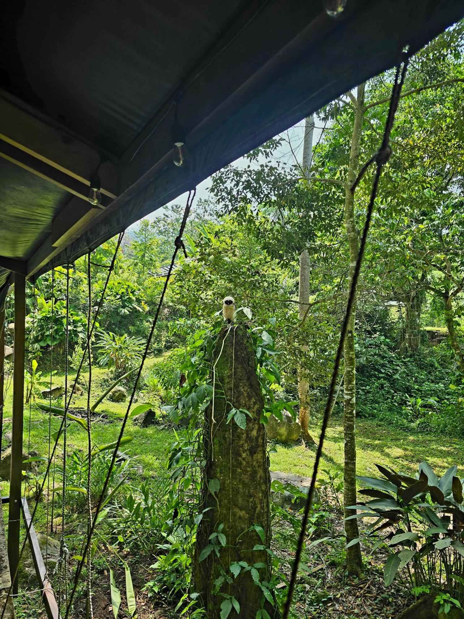 Jungle River