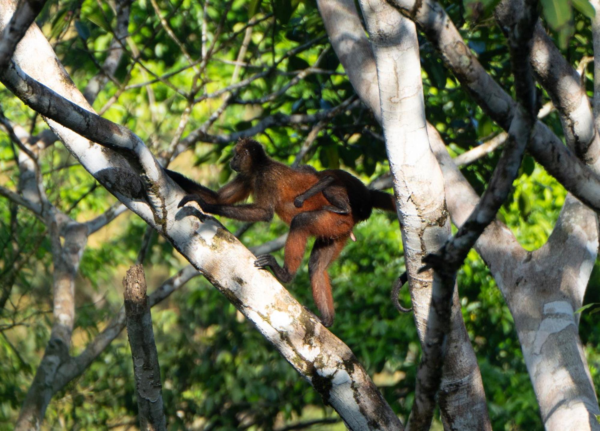 El Cerrito * Puerto Jimenez