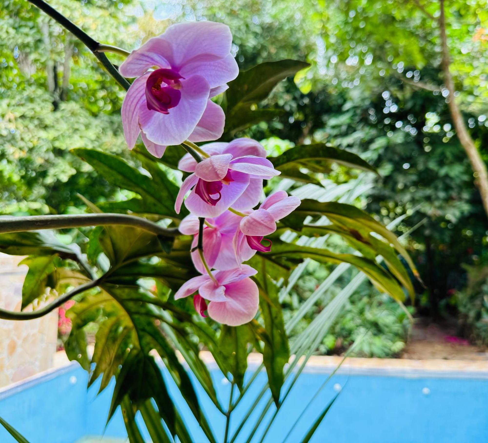 Villa Elita Luxurious Villa, Pool, Jacuzzi, Ac Wellness