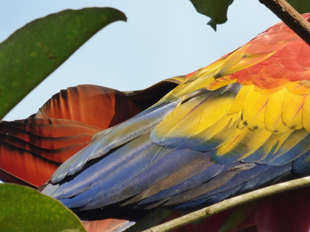 Corcovado Puerto Jimenez
