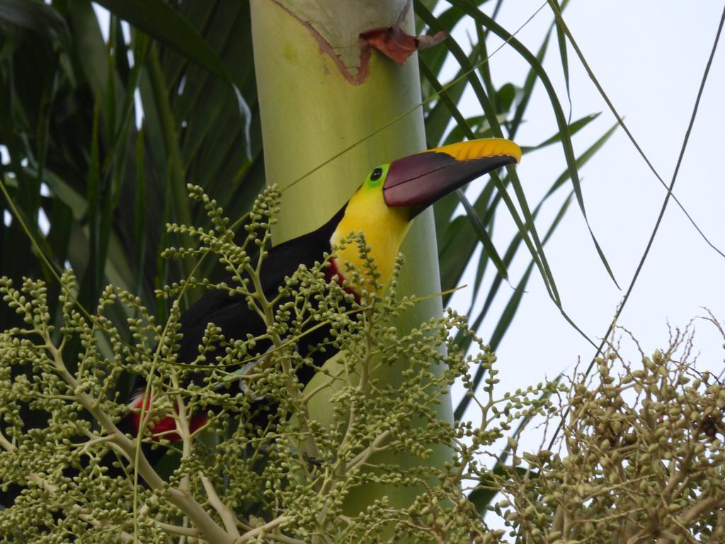 Corcovado