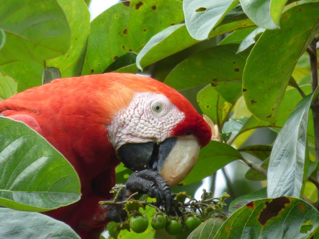 Lodge Corcovado Puerto Jimenez
