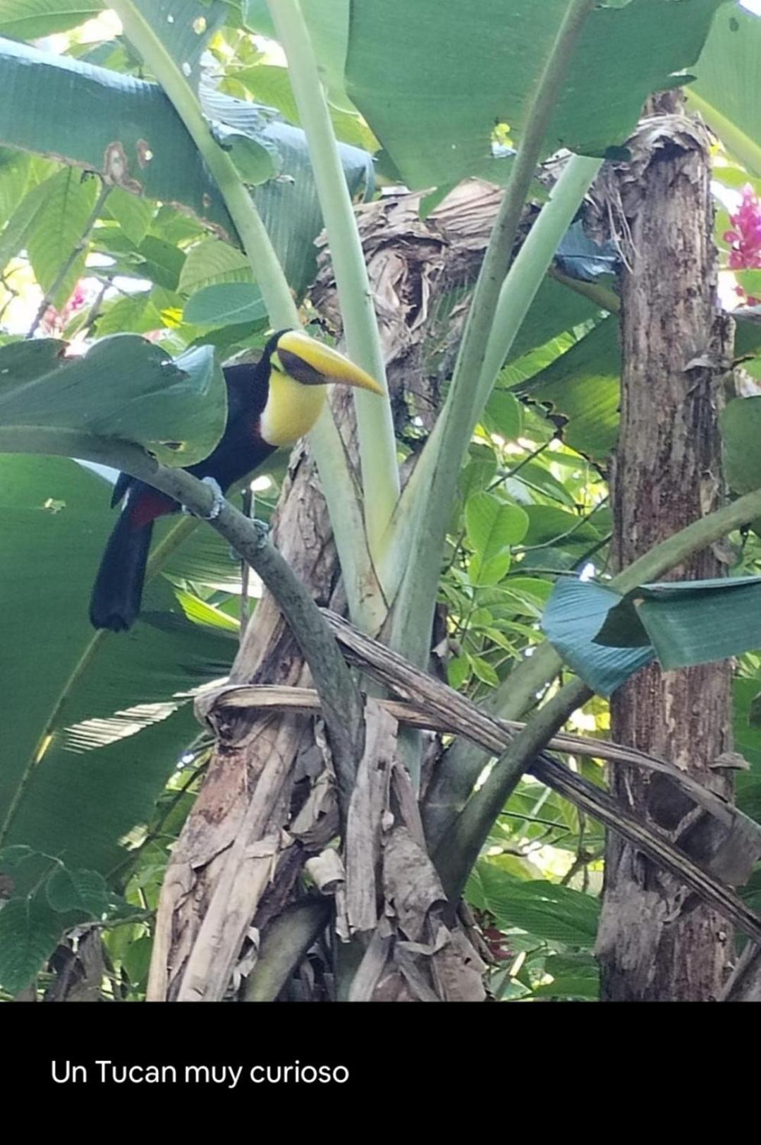 Happy Monkeys Puerto Jimenez