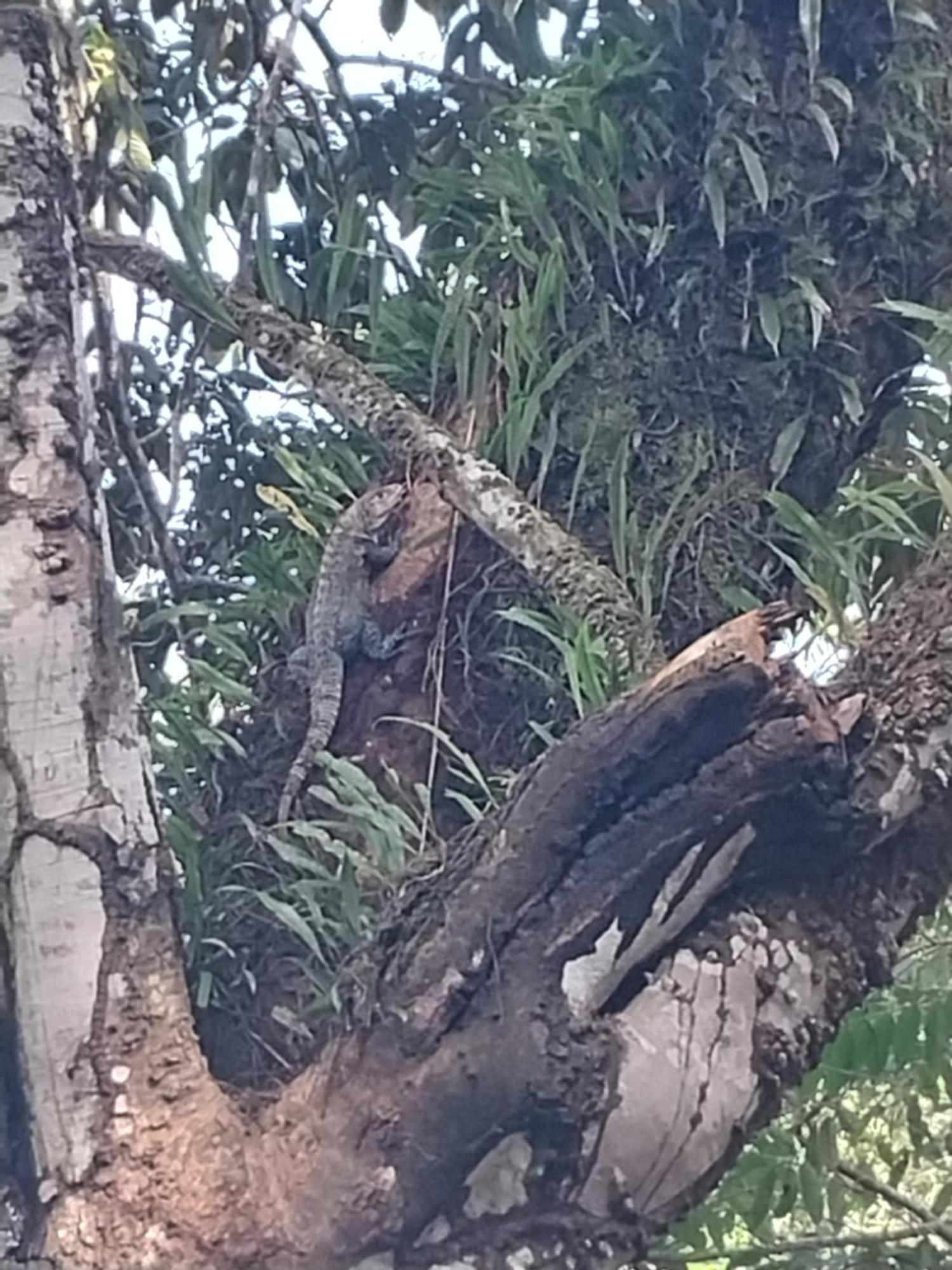Happy Monkeys * Puerto Jimenez