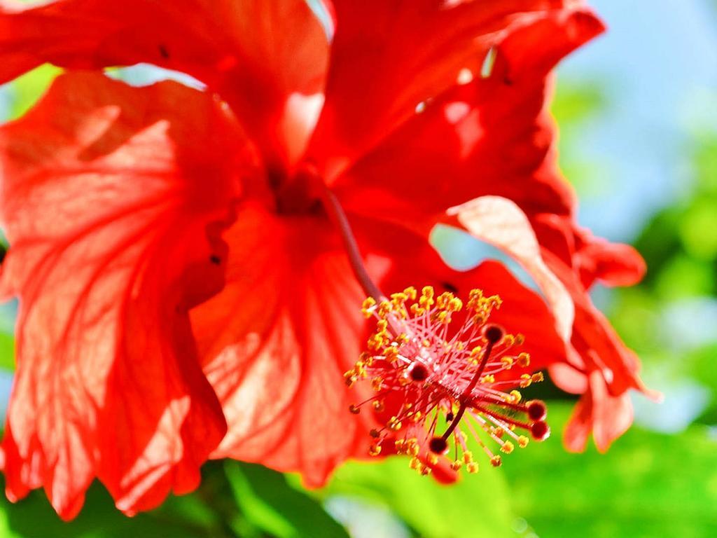 Caribe Town Lodge