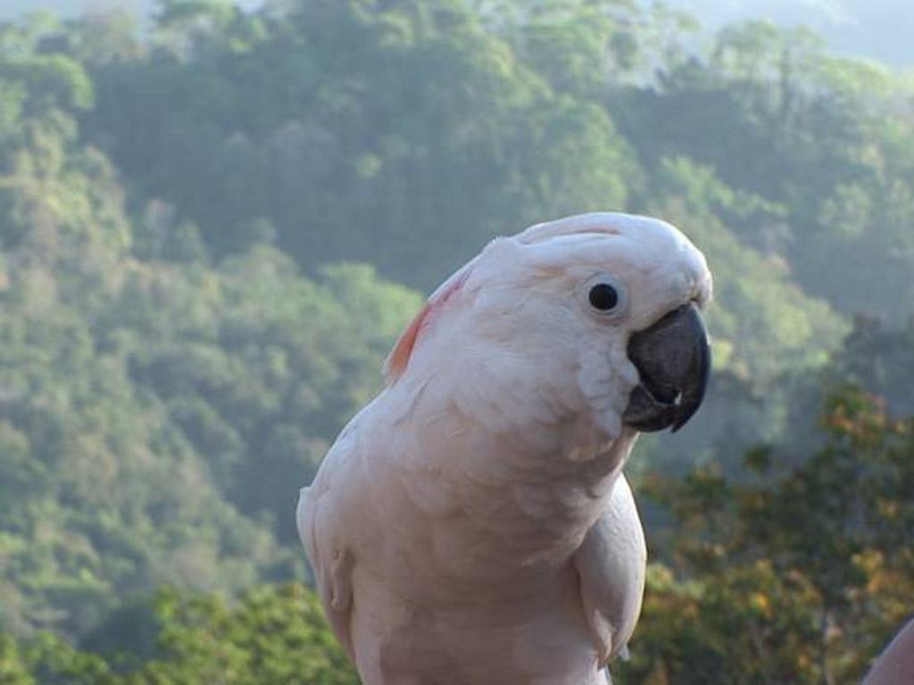 Hotel La Cacatua