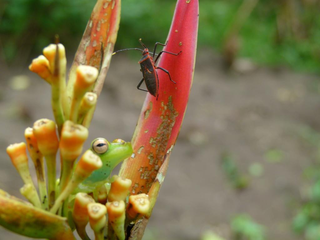 Aracari Garden Hostel