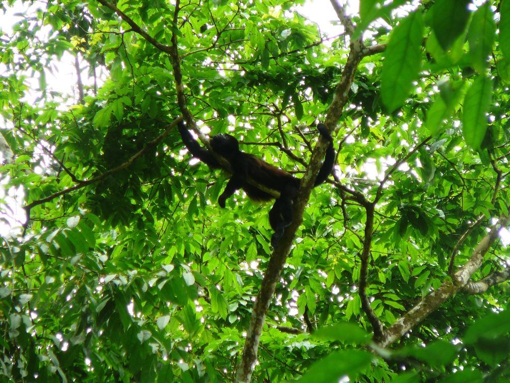 Casa Lina Sloth View Exotic With Privat Kitchen * Puerto Viejo de Talamanca