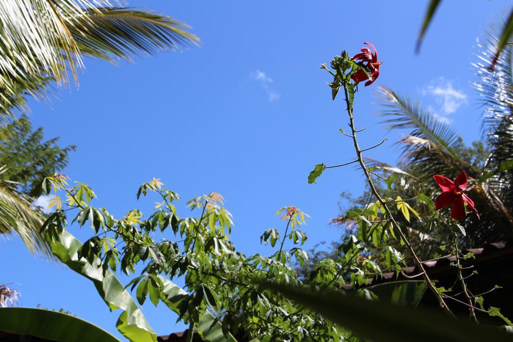 Bed & Breakfast Quinta Esencia Brasilito
